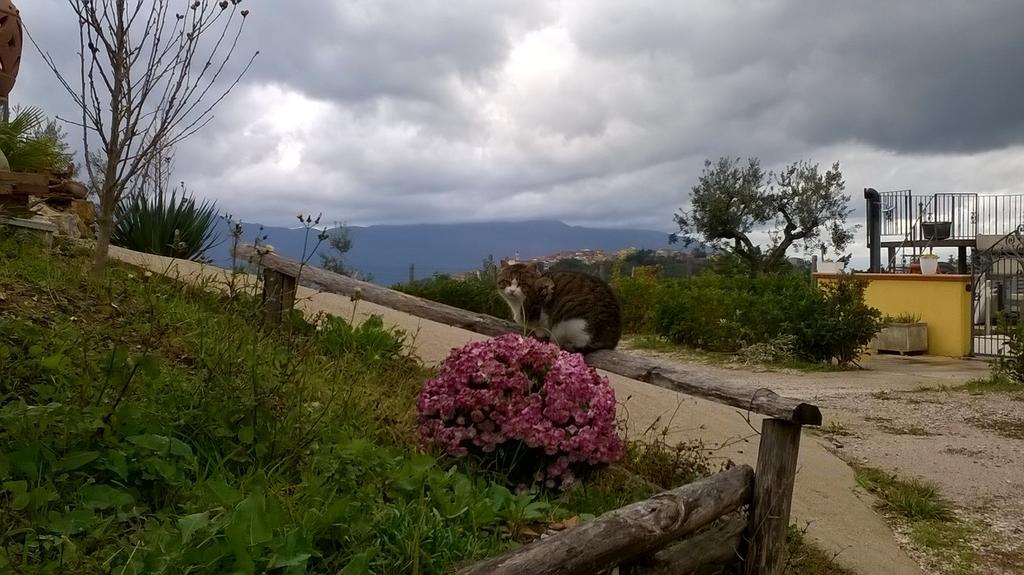 Agriturismo Villa Vea 벨로스구아르도 외부 사진